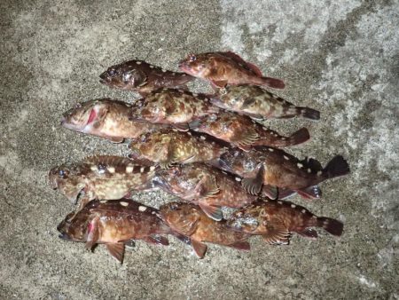 ミッドワインドで良型狙いの夜