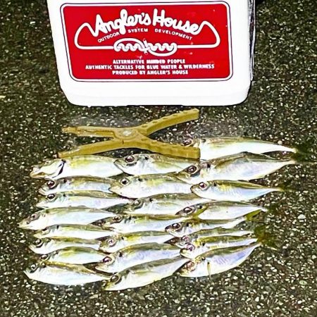 ジグ単de〜アジング♪降られました。