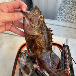 二見メバル釣り