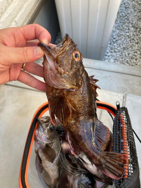 二見メバル釣り