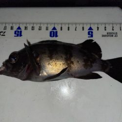 シーズン終盤？