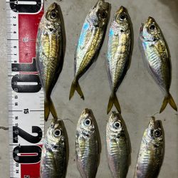 無風快適アジング