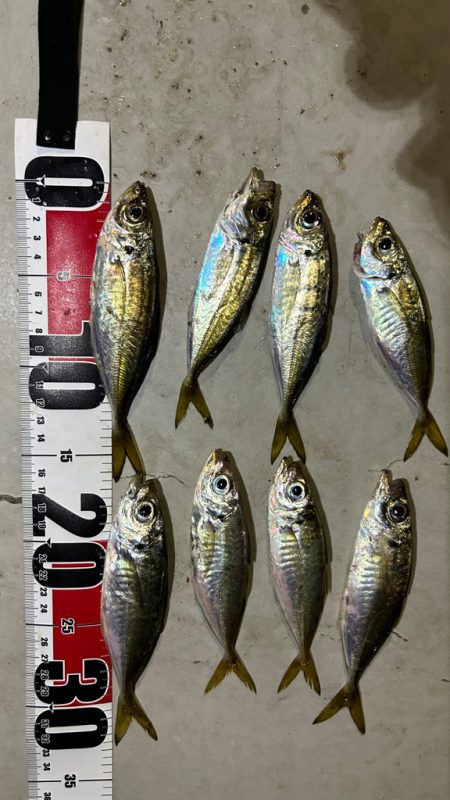 無風快適アジング