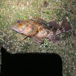 ジグ単で良型メバル