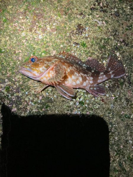 ジグ単で良型メバル