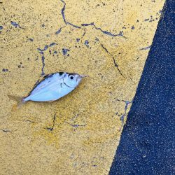 淡路島サビキで珍魚