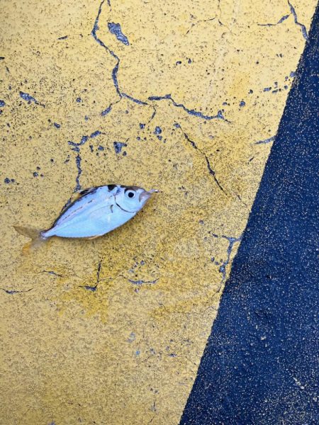 淡路島サビキで珍魚