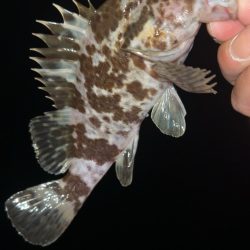 仕事帰りにメバリング♪