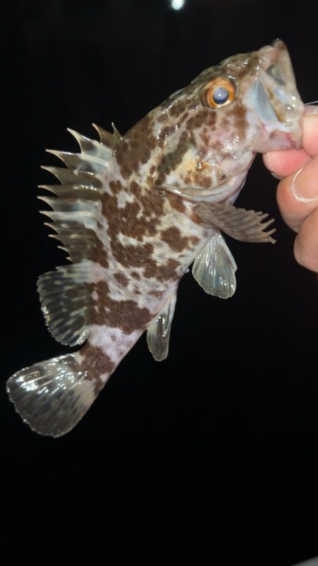 仕事帰りにメバリング♪