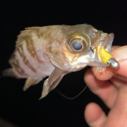 釣り納めメバリング♪