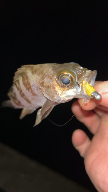 釣り納めメバリング♪