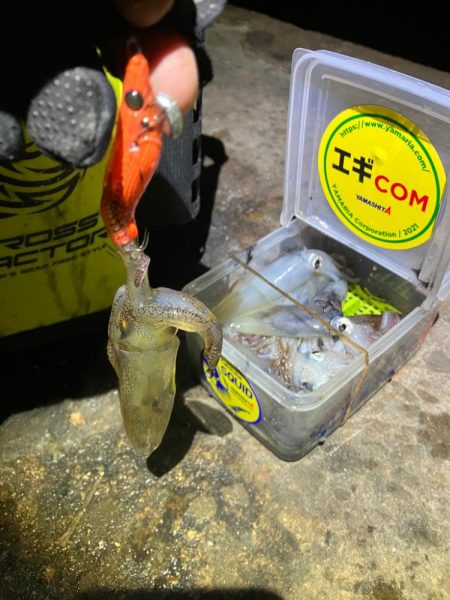 まだヒイカ釣れますよ(^。^)