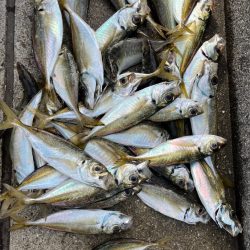 ガシラ、大アジ 釣れました