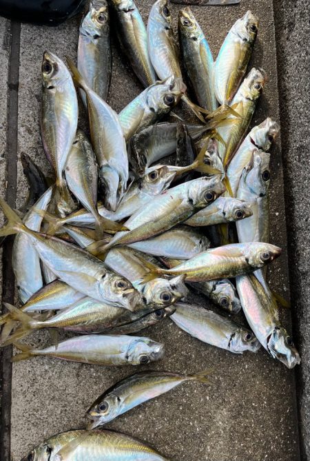 ガシラ、大アジ　釣れました