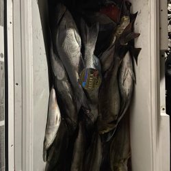 五島列島での釣果