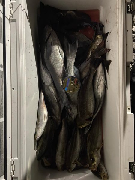 五島列島での釣果