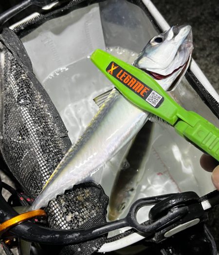 絶好釣アジング