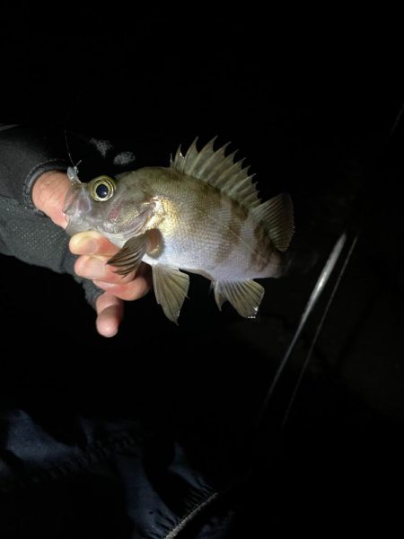 ライトゲーム🎣