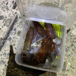 ヒイカ釣り