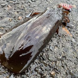 釣り納めになっちゃったぁ