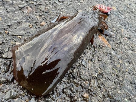 釣り納めになっちゃったぁ