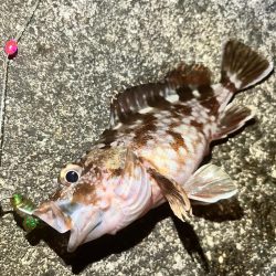 アコウ　釣り納め