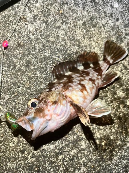 アコウ　釣り納め