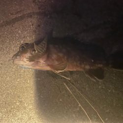 のませ用のアジ確保のため🐟