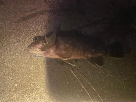 のませ用のアジ確保のため🐟