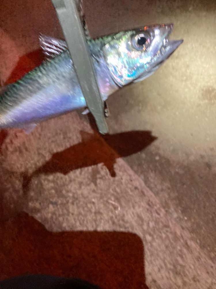 引き続き中アジ調査