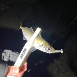 幸せライトゲーム🎣