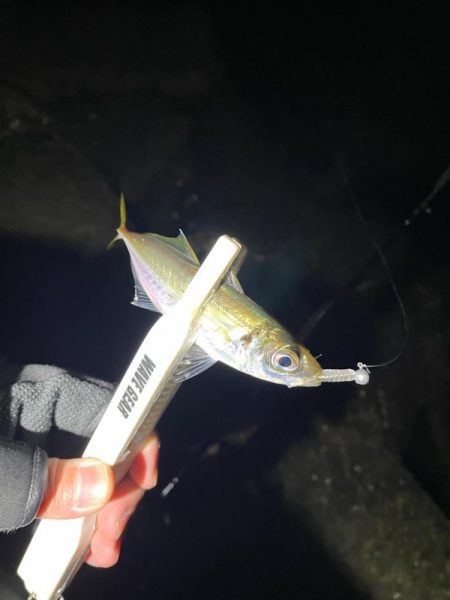 幸せライトゲーム🎣