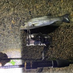 大阪市内でアジング入れ食い