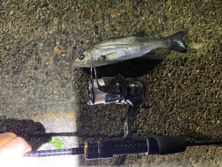 大阪市内でアジング入れ食い