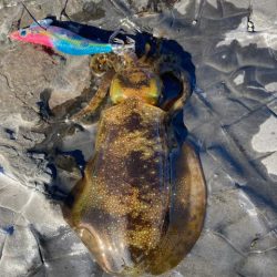 エギング納め。執念の2杯。