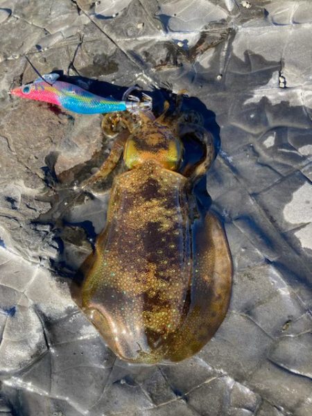 エギング納め。執念の2杯。