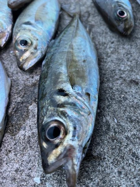 大アジまだ釣れてます