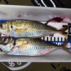 シビアなアタリ