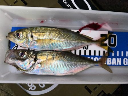 シビアなアタリ