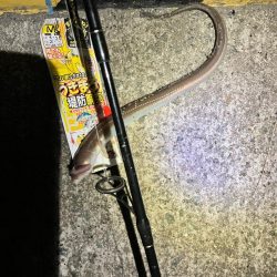 志筑 アナゴ大漁