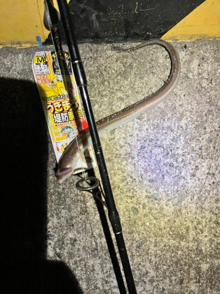 志筑 アナゴ大漁