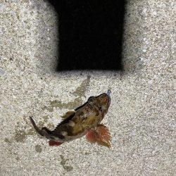 ナイトアジング