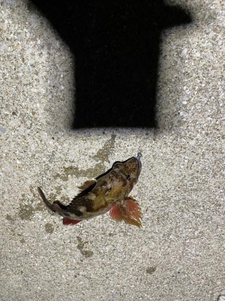 ナイトアジング