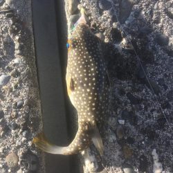 釣り納め　福を呼ぶ