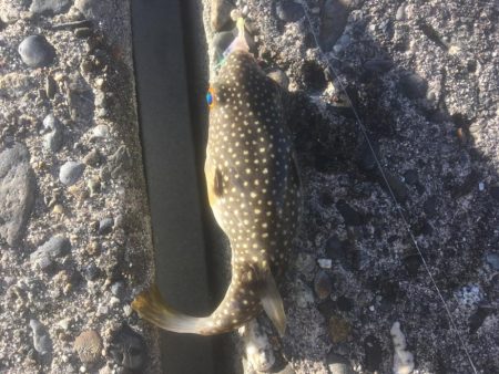 釣り納め　福を呼ぶ