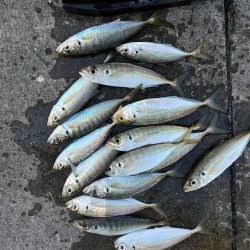 大アジよく釣れました