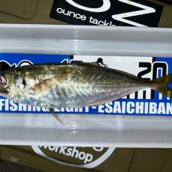 寒くてもアジング2