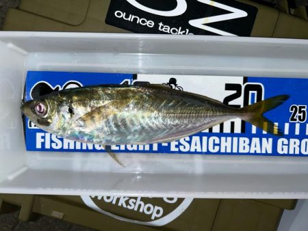 寒くてもアジング2