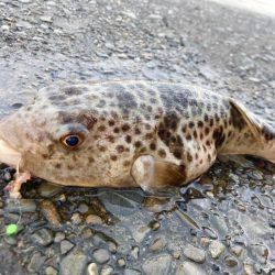 NOカレイYESガシラにゃ！