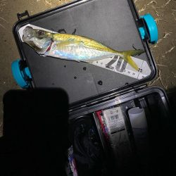 深夜アジング